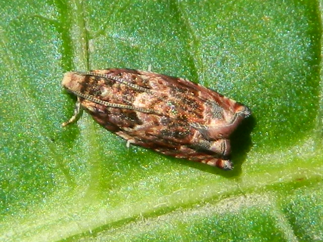 Schifezzuolidae: Gypsonoma minutana, Tortricidae